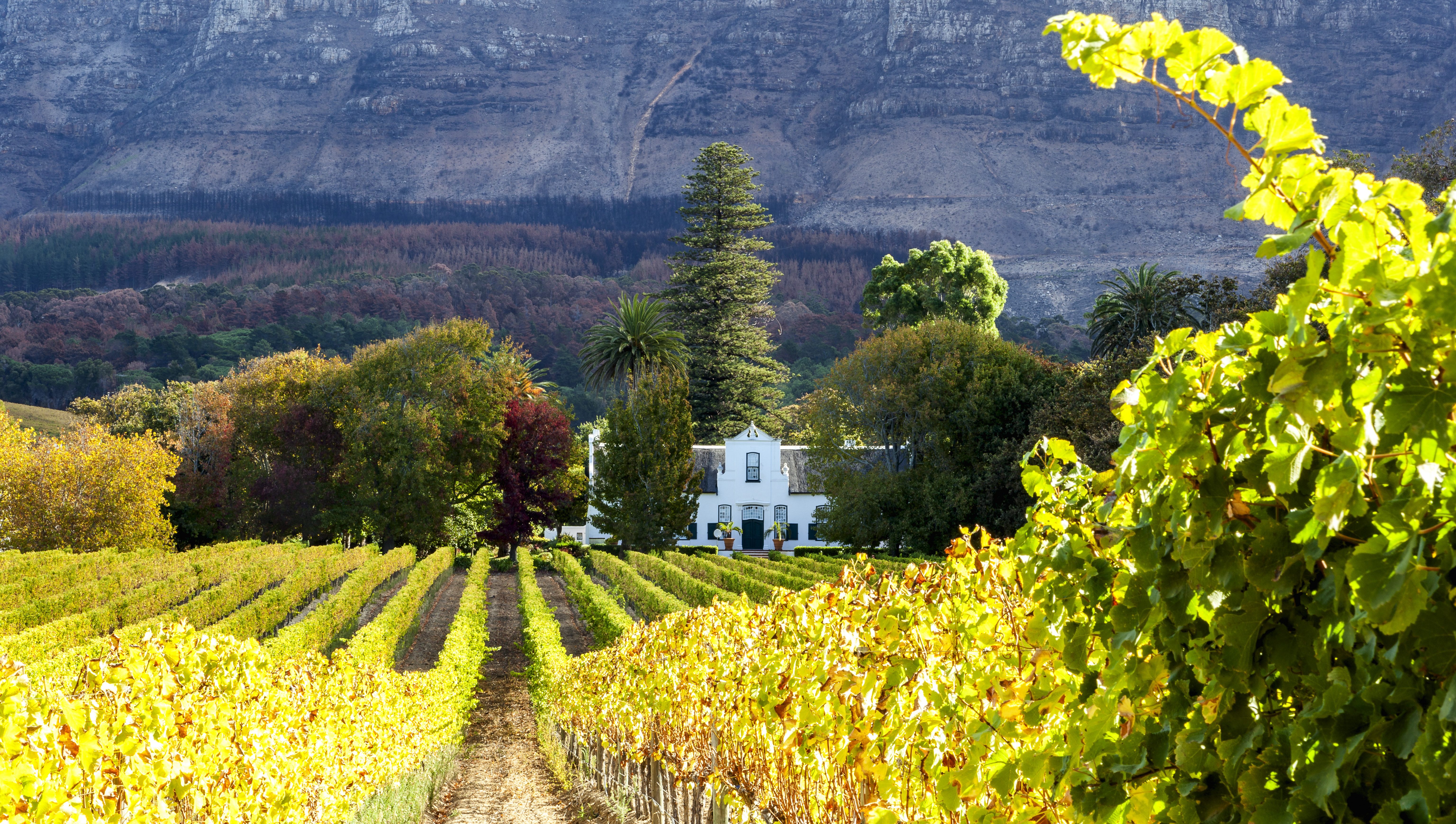Zuid-Afrikaanse wijnvelden met wijnhuis